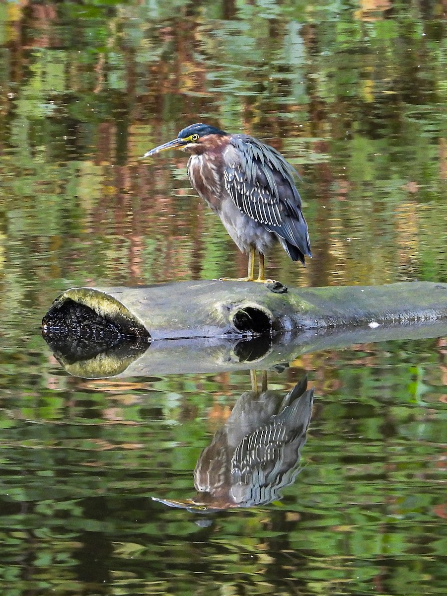 Green Heron - ML645064675