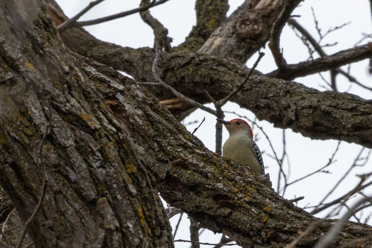 Red-bellied Woodpecker - ML645064676