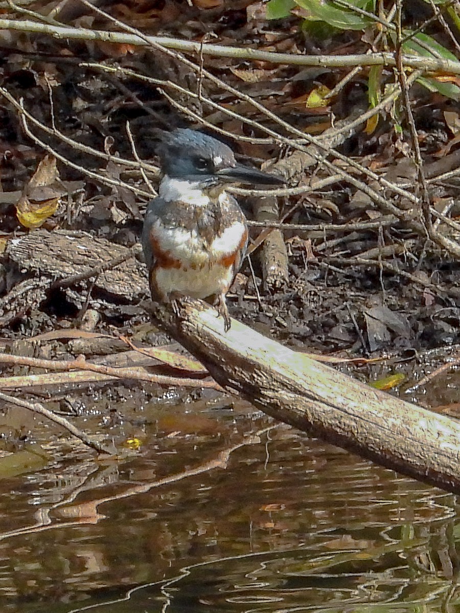 Belted Kingfisher - ML645064679