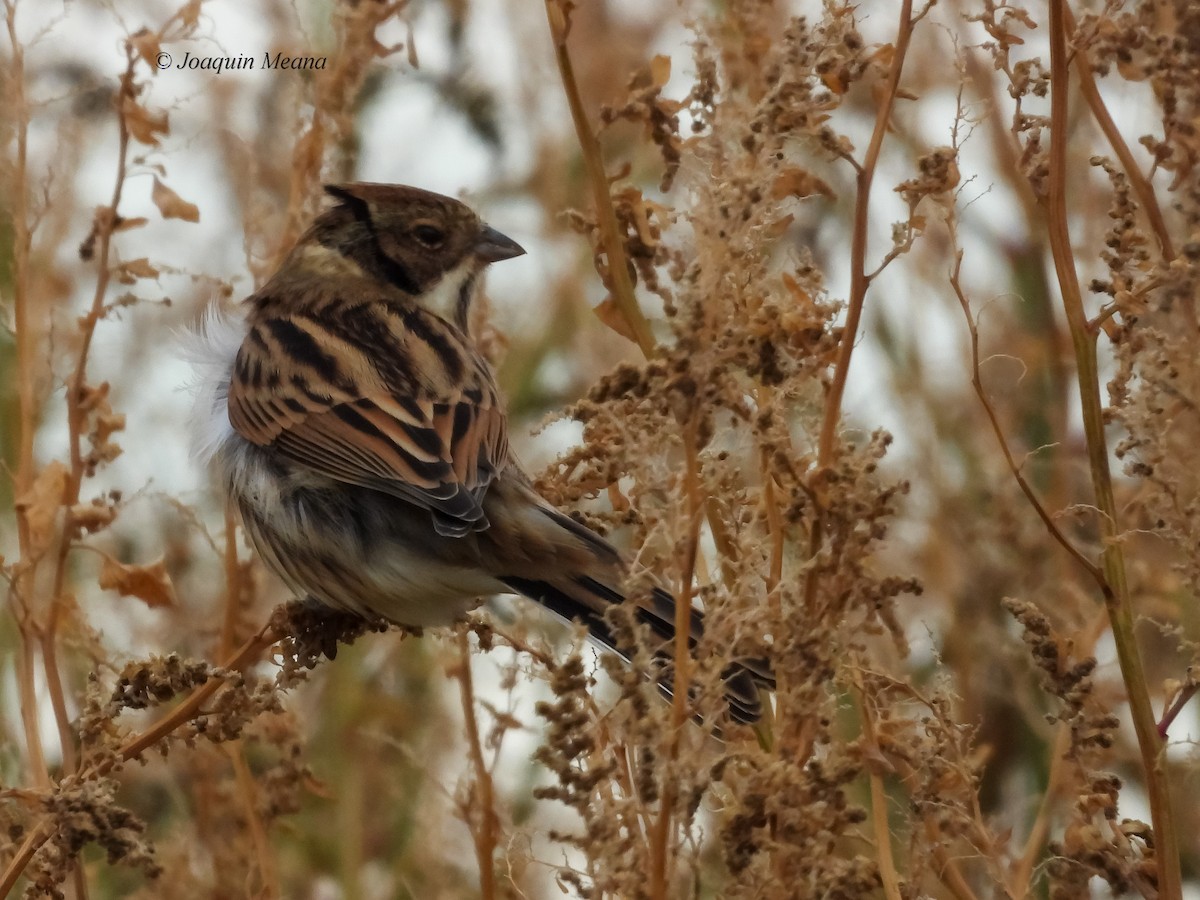 Reed Bunting - ML645064691
