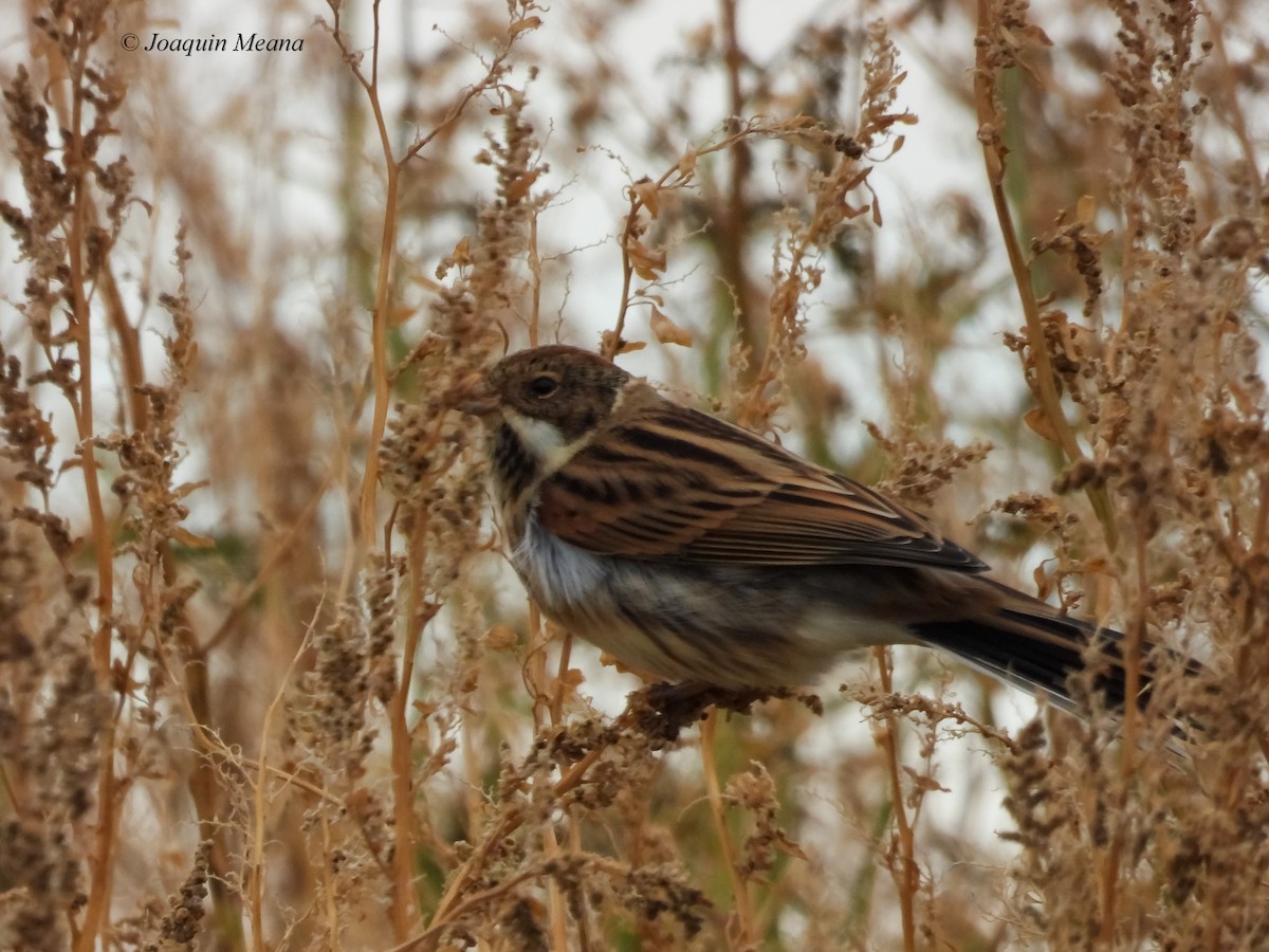 Reed Bunting - ML645064692