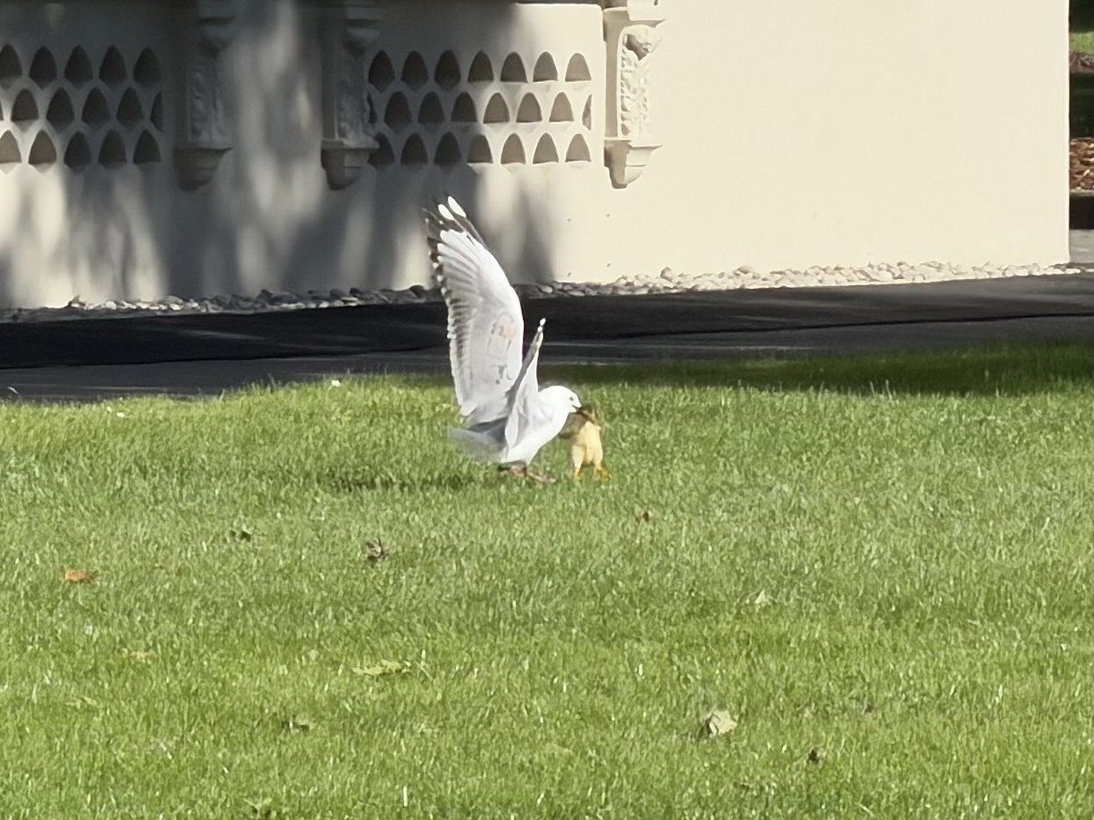 Silver Gull - ML645064702
