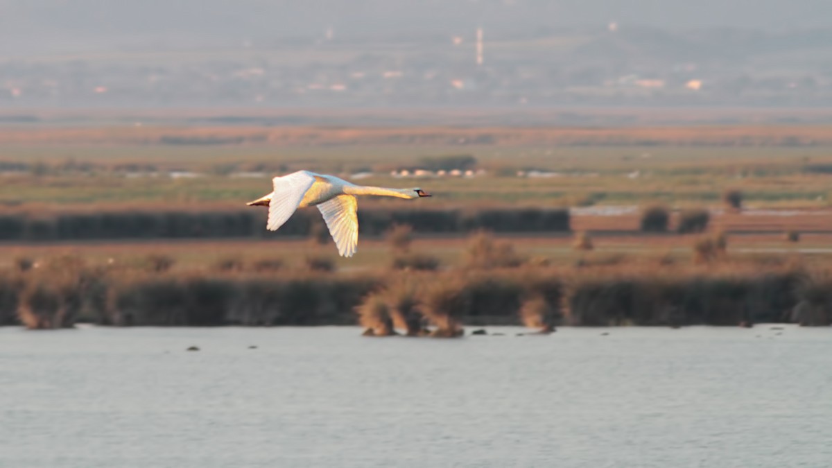 Mute Swan - ML645064721