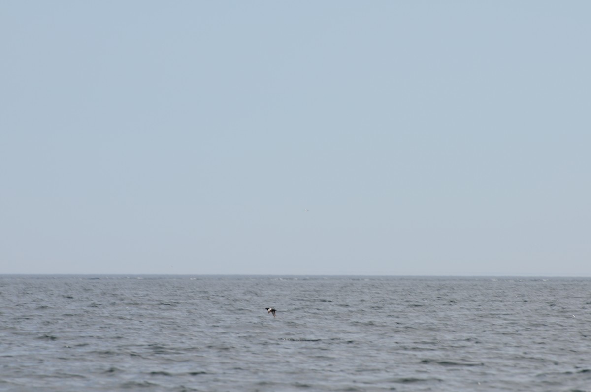 אוריה שחורה - ML645064722