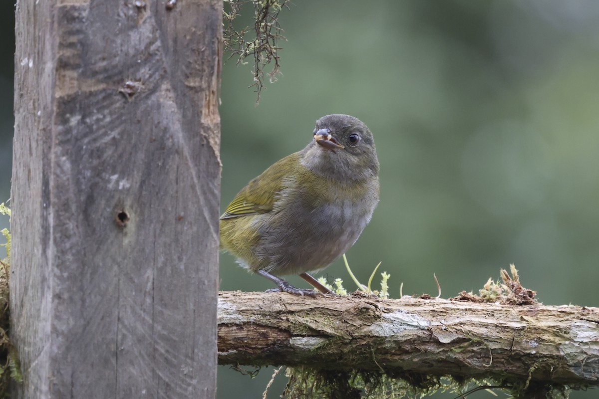 Chlorospin ombré - ML645064724