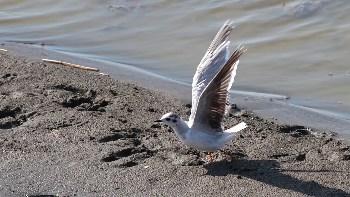 Little Gull - ML645064732
