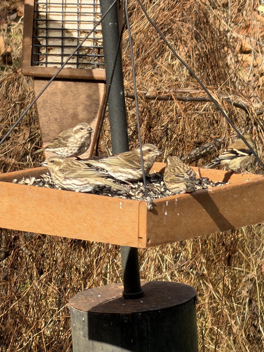 Purple Finch - ML645064738