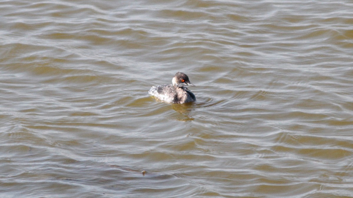 Schwarzhalstaucher - ML645064746