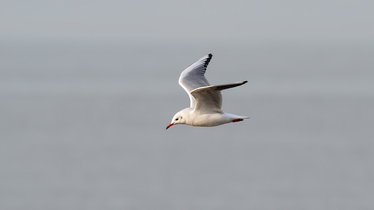 Black-headed Gull - ML645064752
