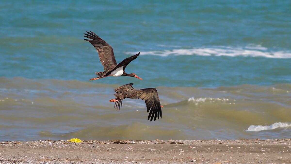 Black Stork - ML645064755