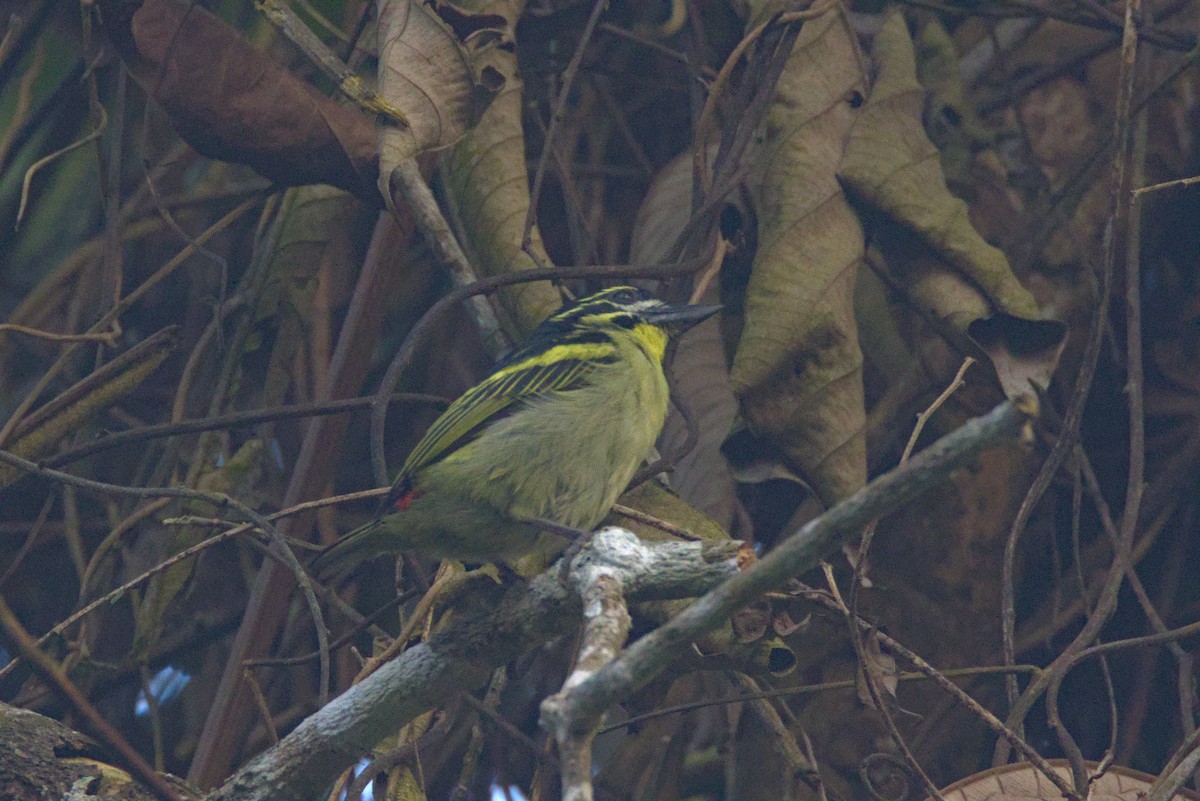 Red-rumped Tinkerbird - ML645064761