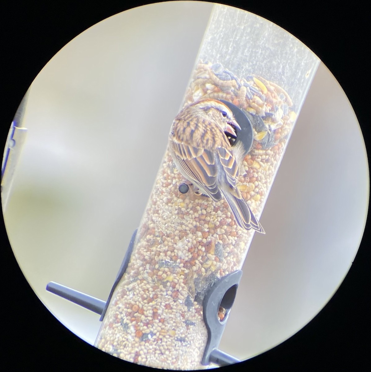 Chipping Sparrow - ML645064762