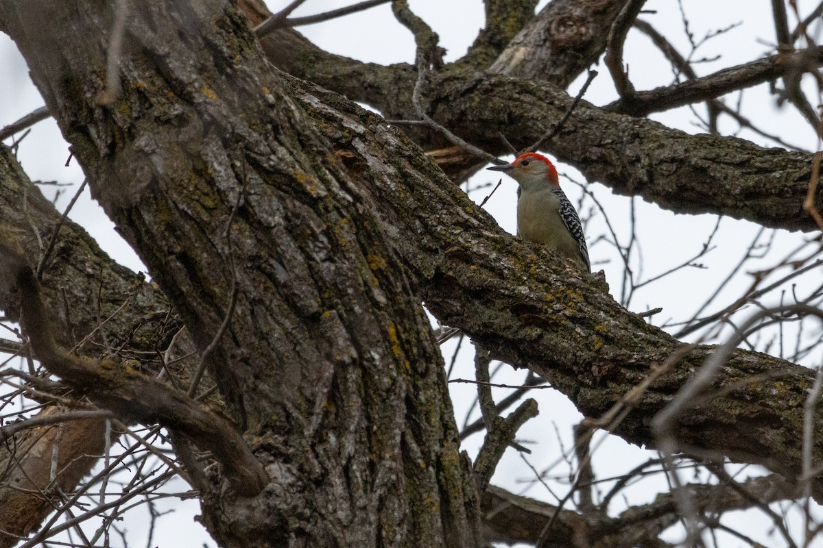 Red-bellied Woodpecker - ML645064763