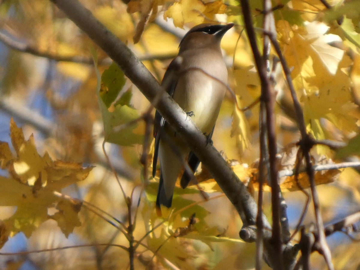 Cedar Waxwing - ML645064764