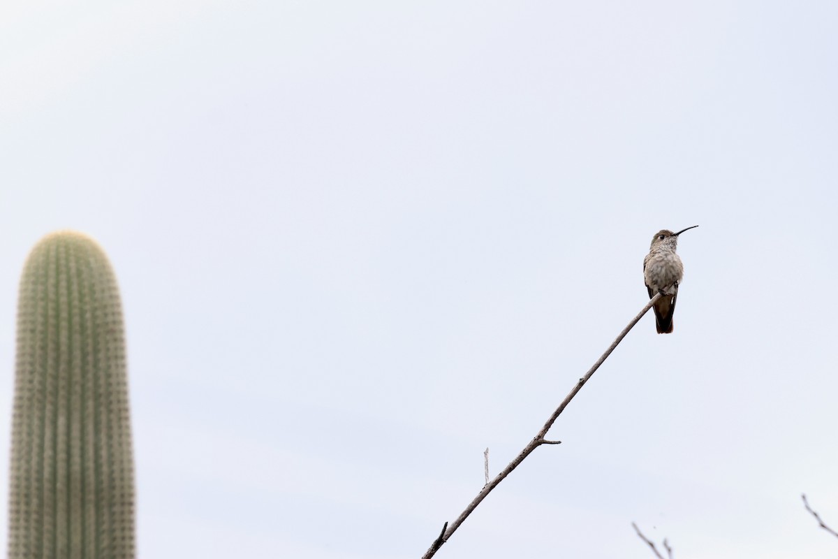 Spot-throated Hummingbird - ML645064770