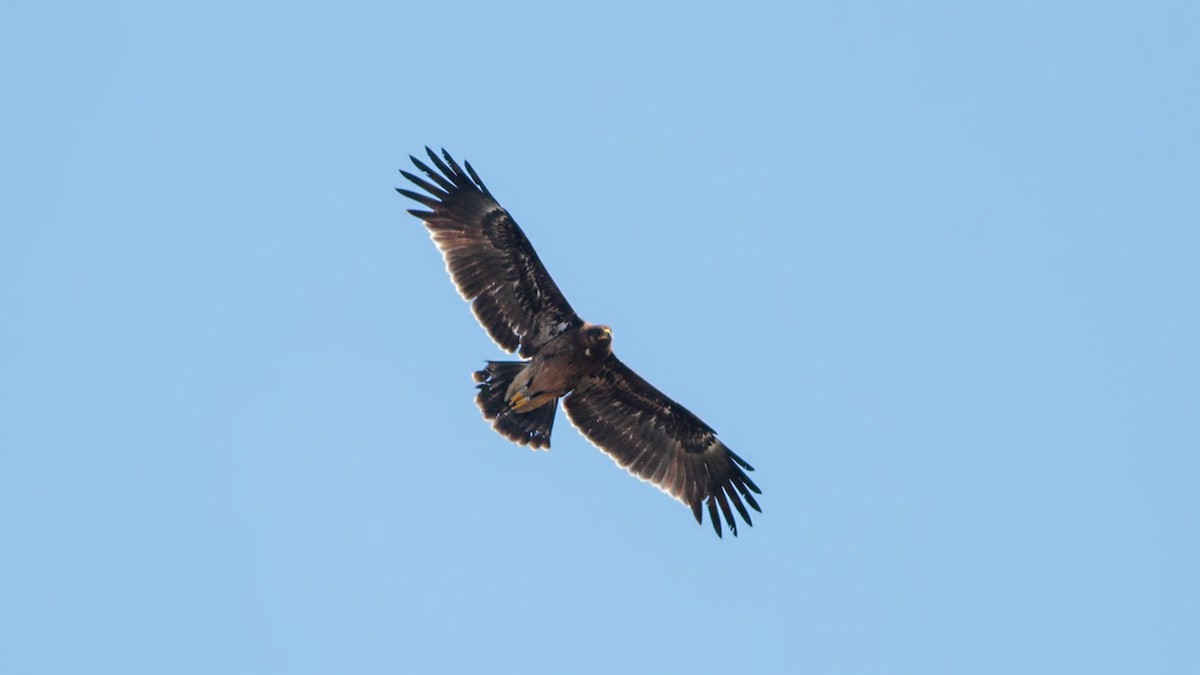 Greater Spotted Eagle - ML645064771