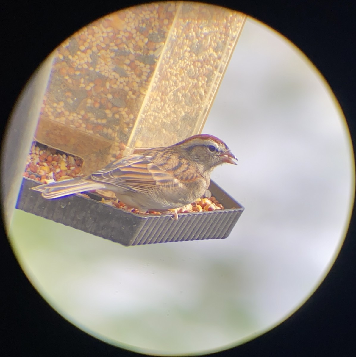 Chipping Sparrow - ML645064773