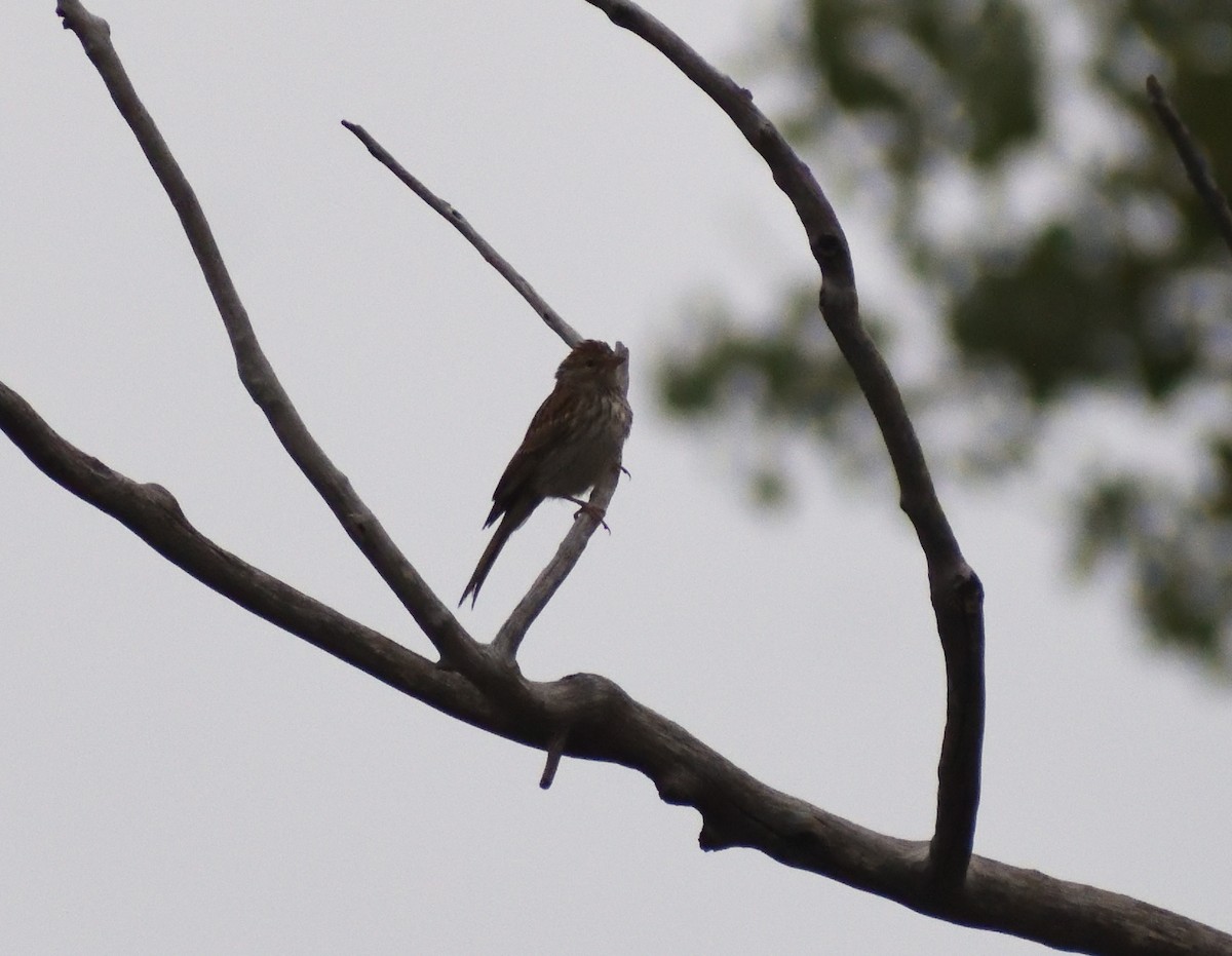 Chipping Sparrow - ML645064780