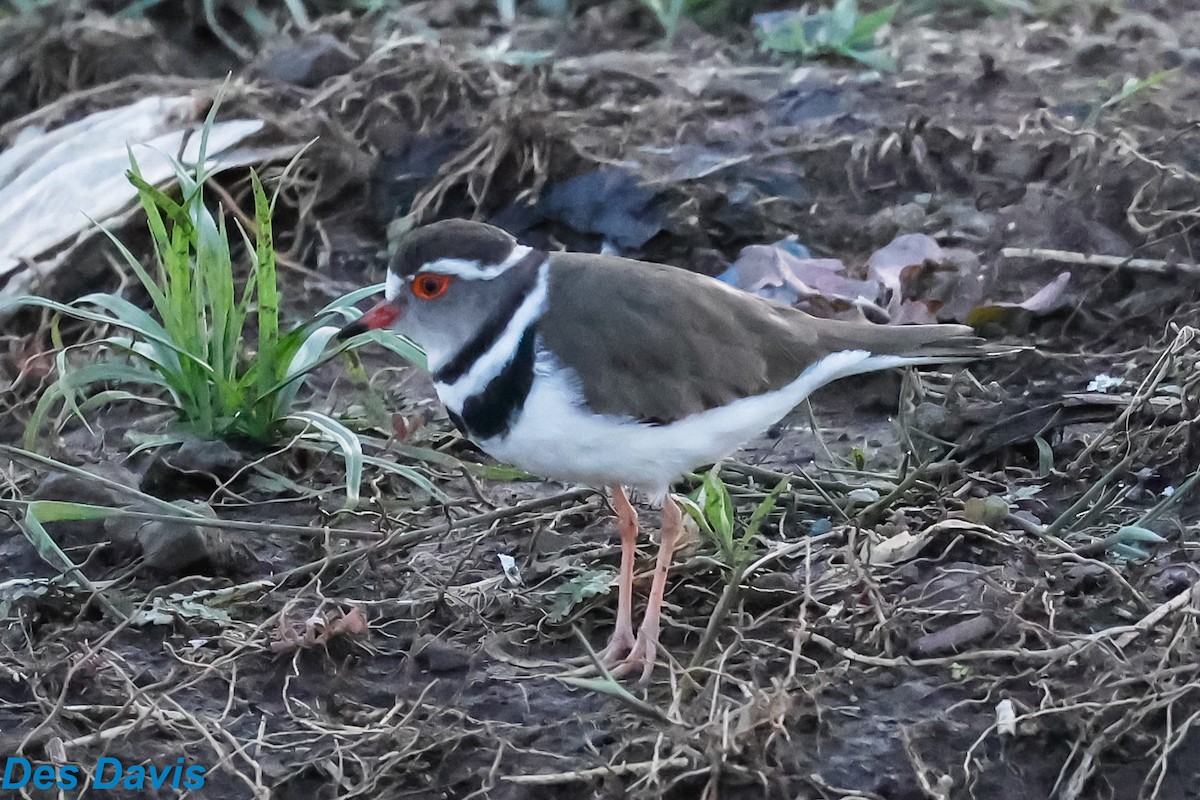 Dreiband-Regenpfeifer - ML645064782