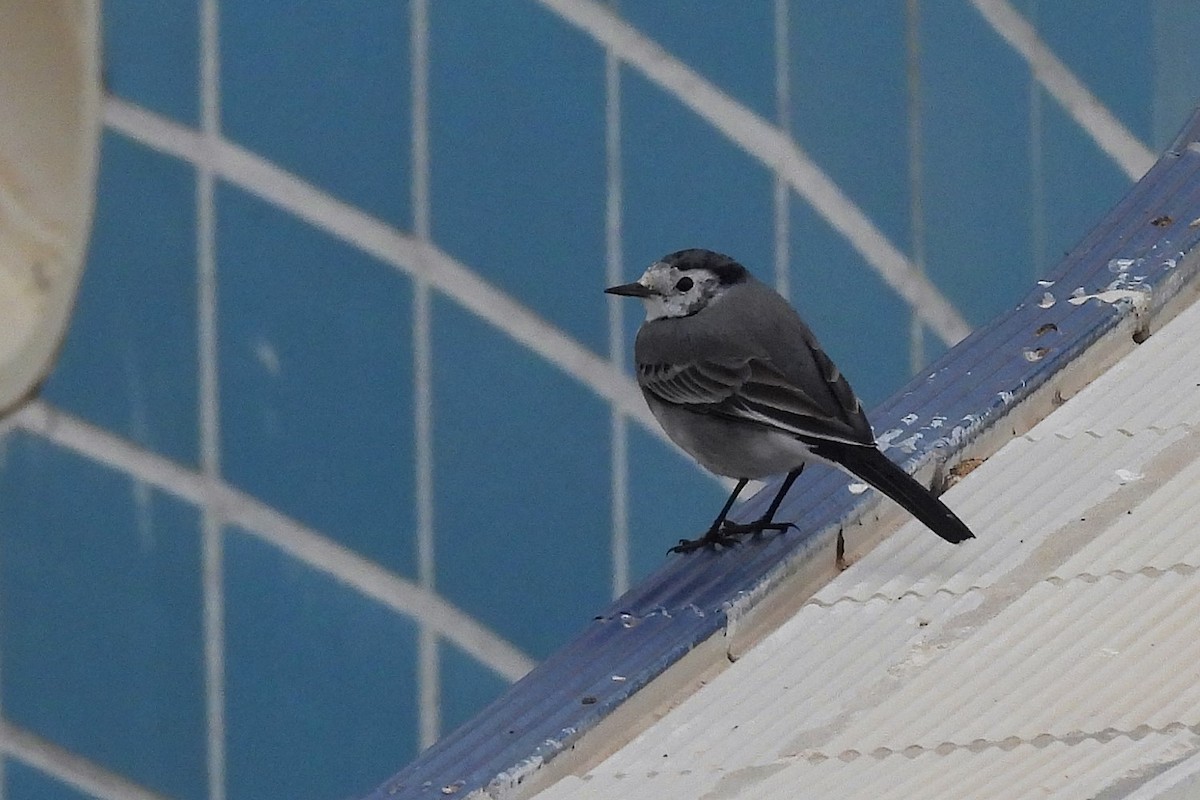 Bergeronnette grise (alba/dukhunensis) - ML645064789