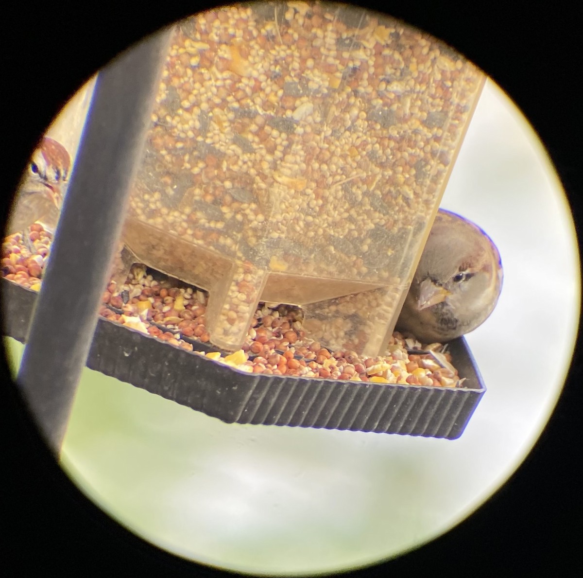 Gorrión Común - ML645064790