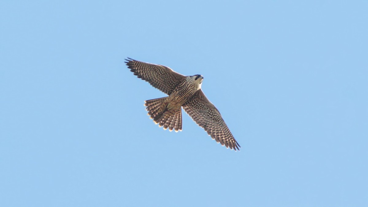 Peregrine Falcon - ML645064794