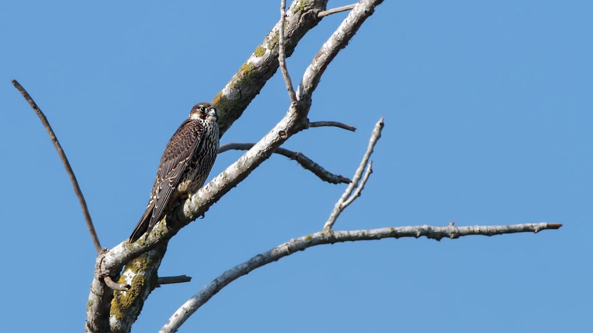 Peregrine Falcon - ML645064795