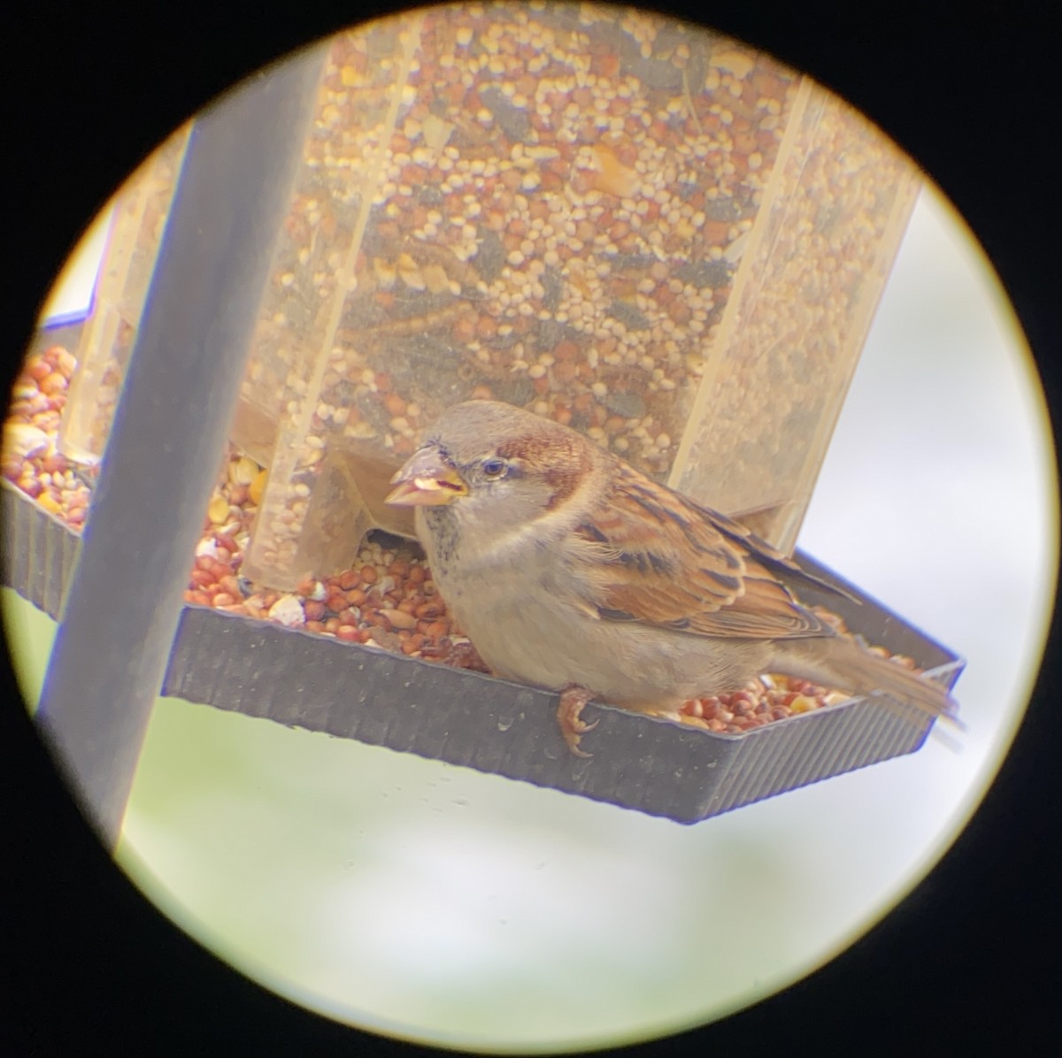 Gorrión Común - ML645064796