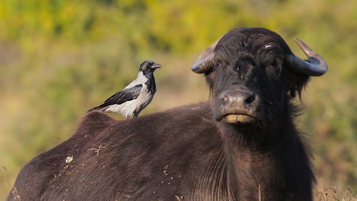 Hooded Crow - ML645064804