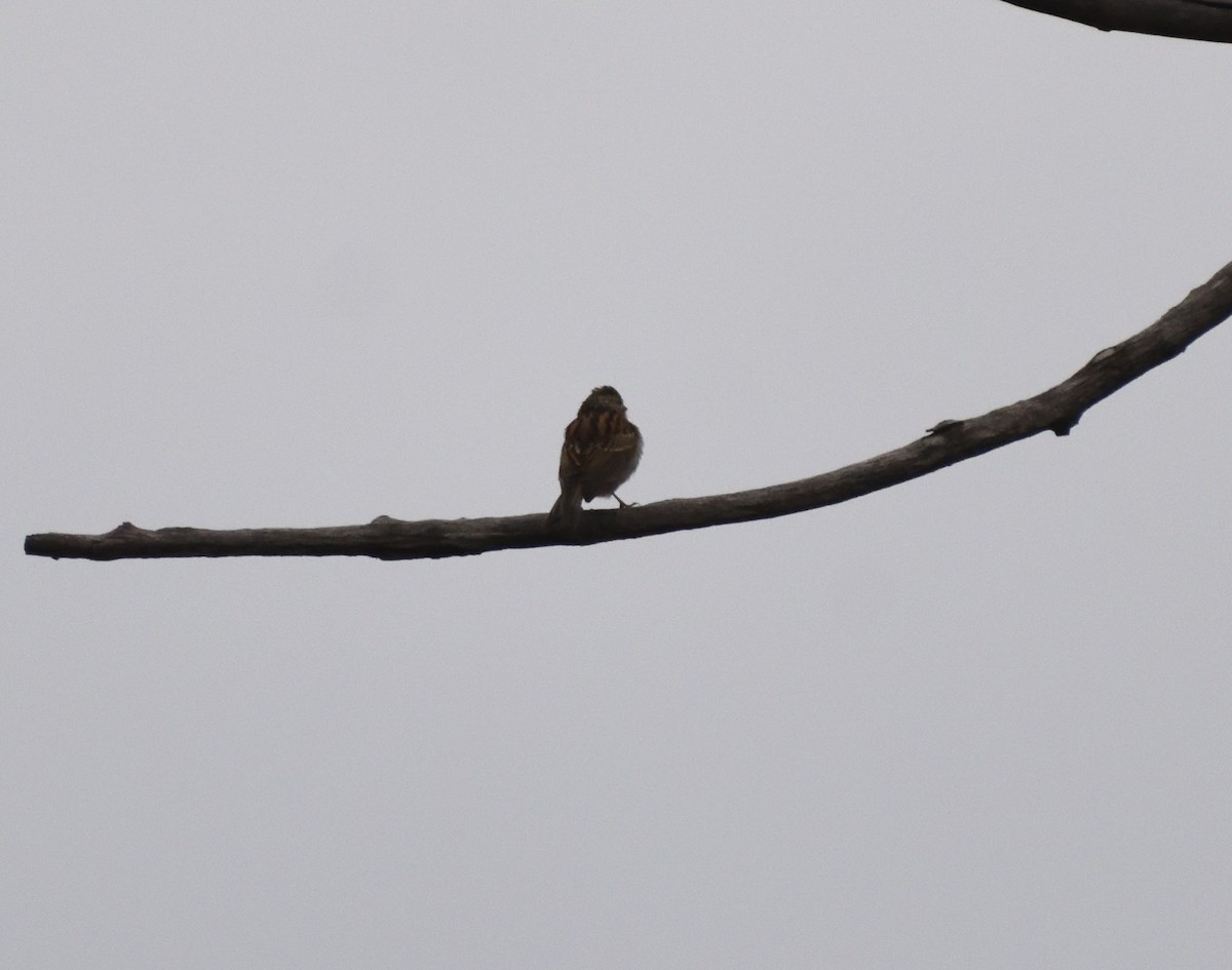 Chipping Sparrow - ML645064813