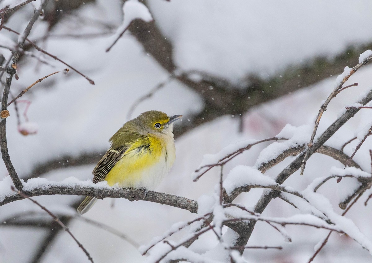 White-eyed Vireo - ML645064815