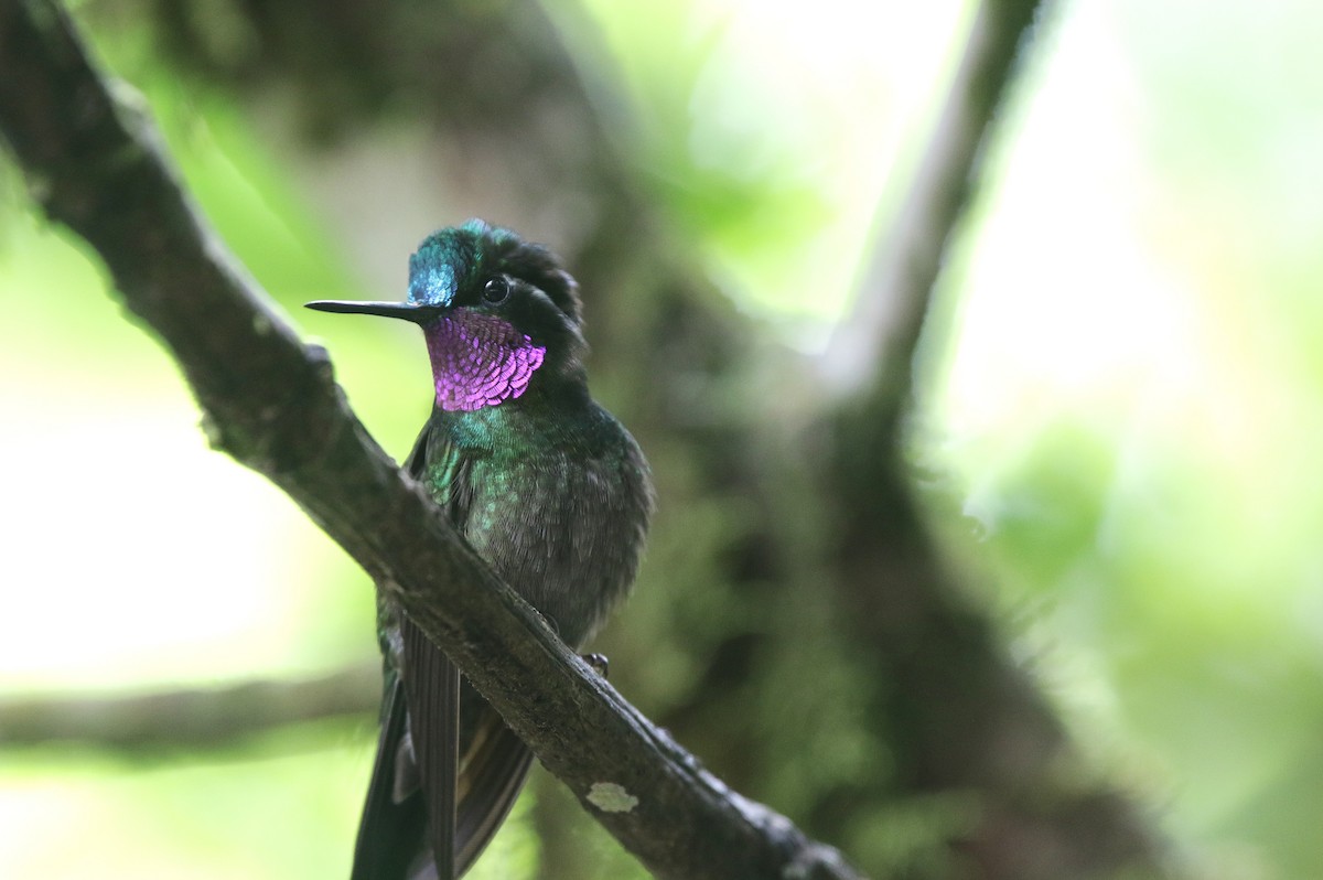 Purple-throated Mountain-gem - ML645064819