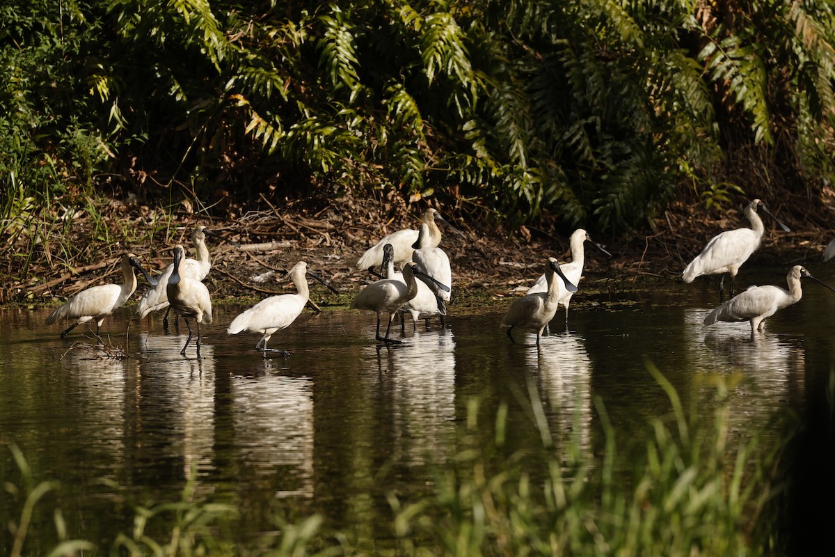 kolpík královský - ML645064837