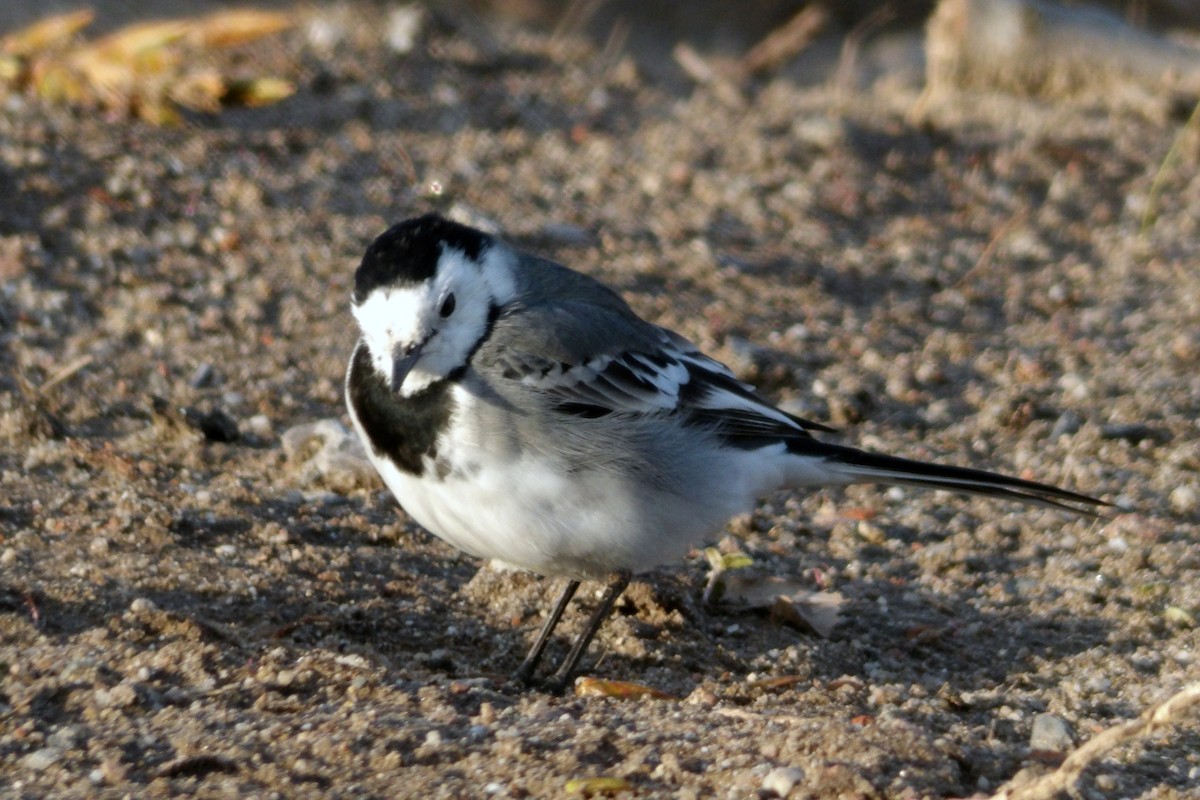 Bergeronnette grise - ML645064846