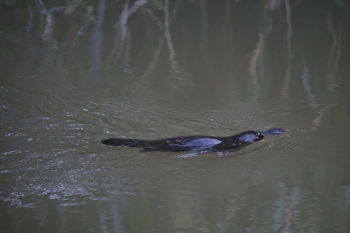 Platypus - ML645064860