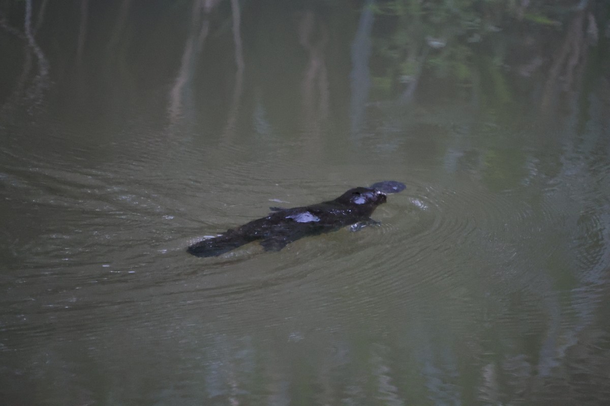 Platypus - ML645064861