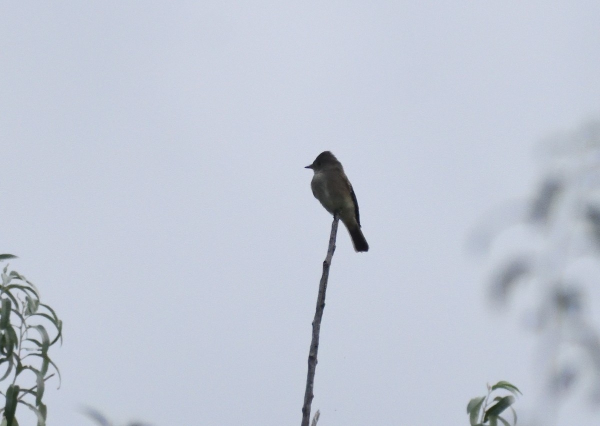 Western Wood-Pewee - ML645064870