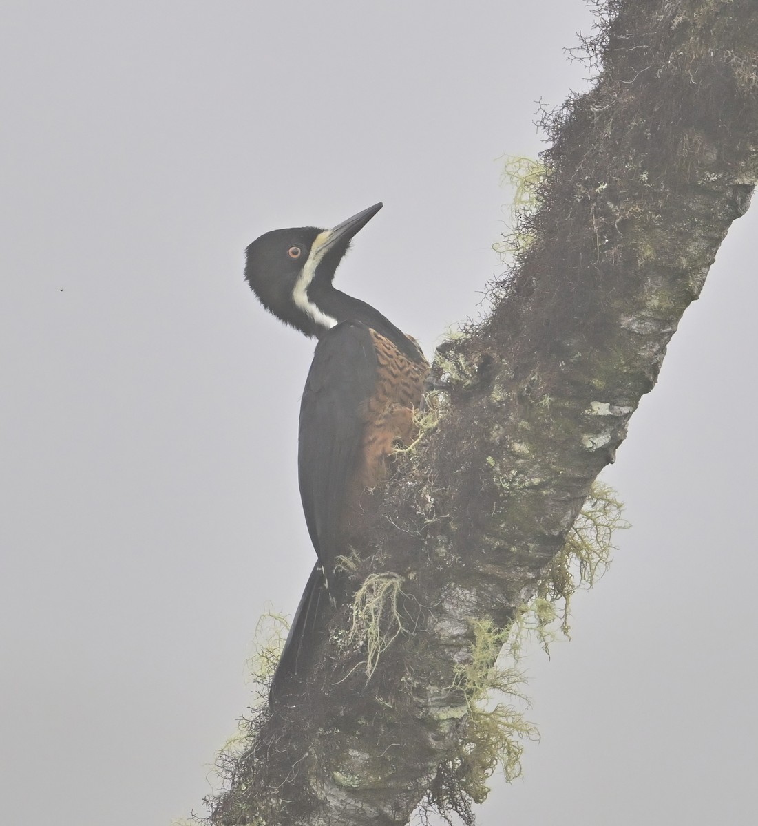 Powerful Woodpecker - ML645064879