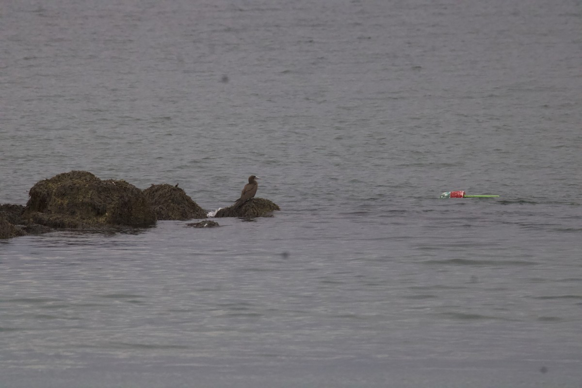 Brown Booby - ML645064909