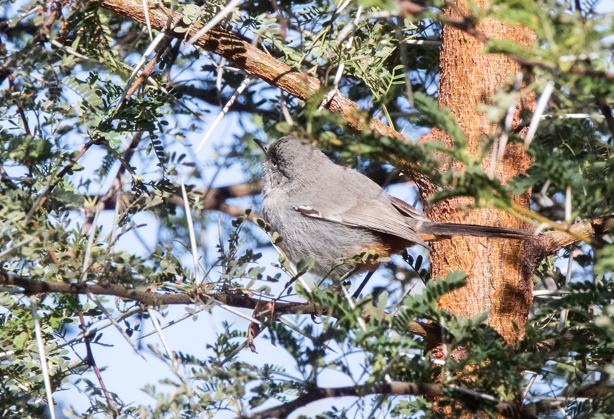 Chestnut-vented Warbler - ML64506491