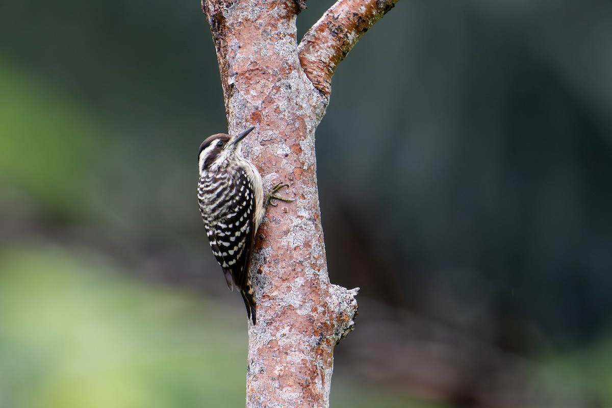 Sunda Pygmy Woodpecker - ML645064912