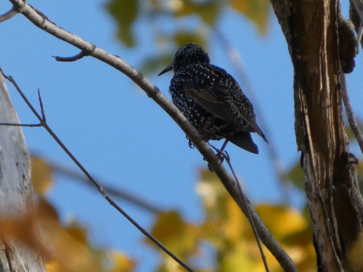 歐洲椋鳥 - ML645064918