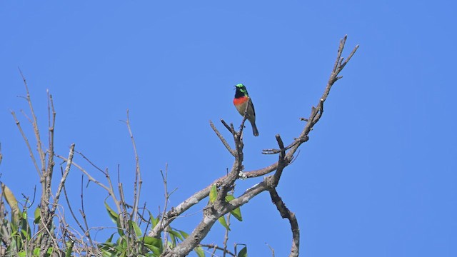 Eastern Double-collared Sunbird - ML645064919