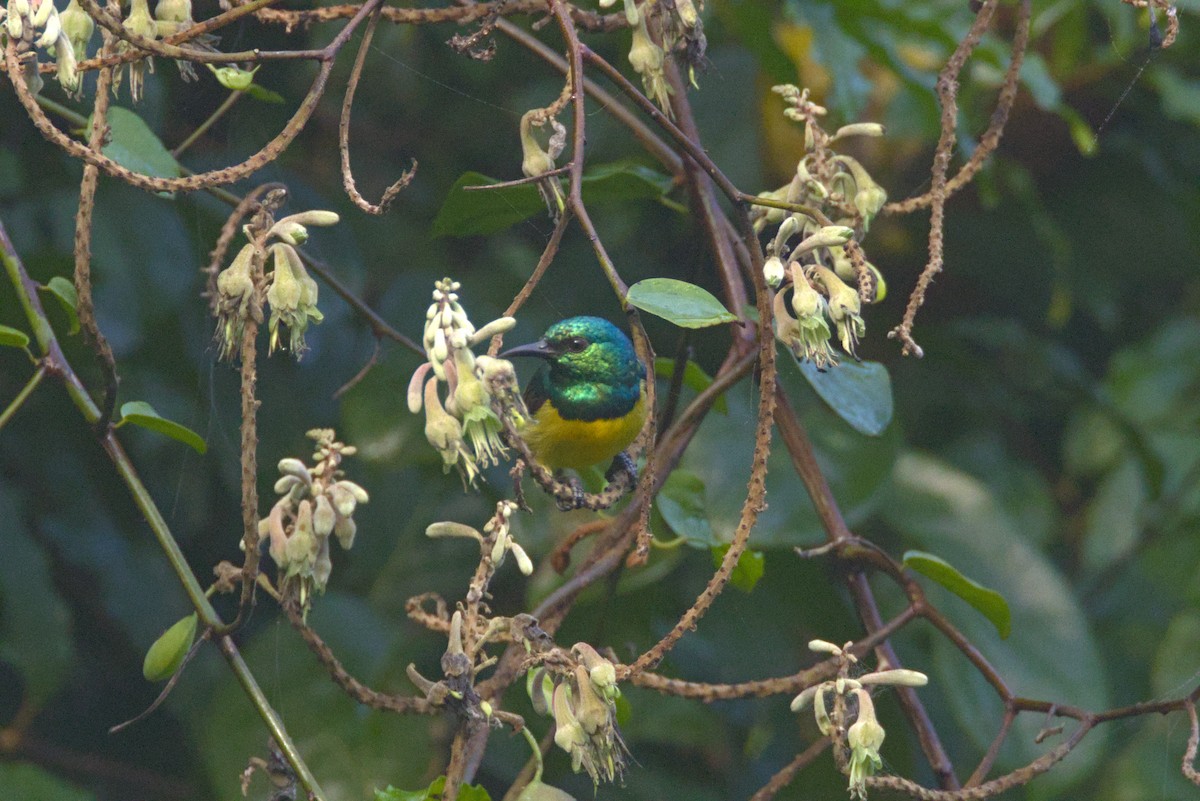strdimil obojkový - ML645064922