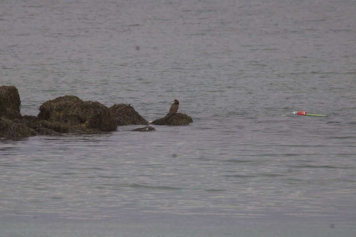 Brown Booby - ML645064939