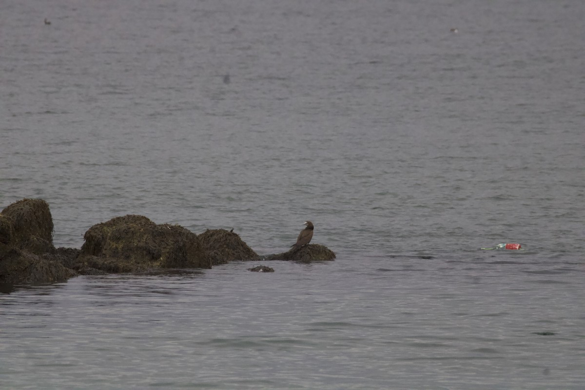 Brown Booby - ML645064944