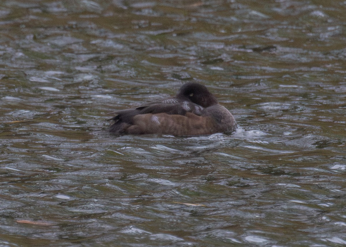 Fuligule milouinan - ML645064946