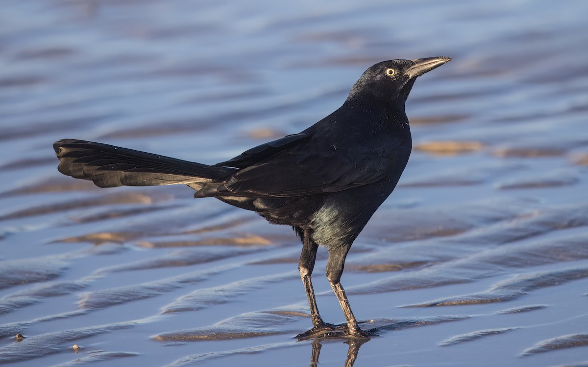 Great-tailed Grackle - ML645064947