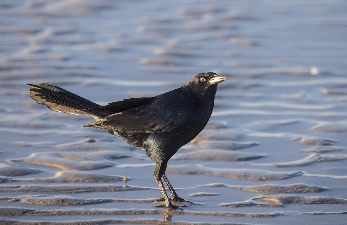 Great-tailed Grackle - ML645064949