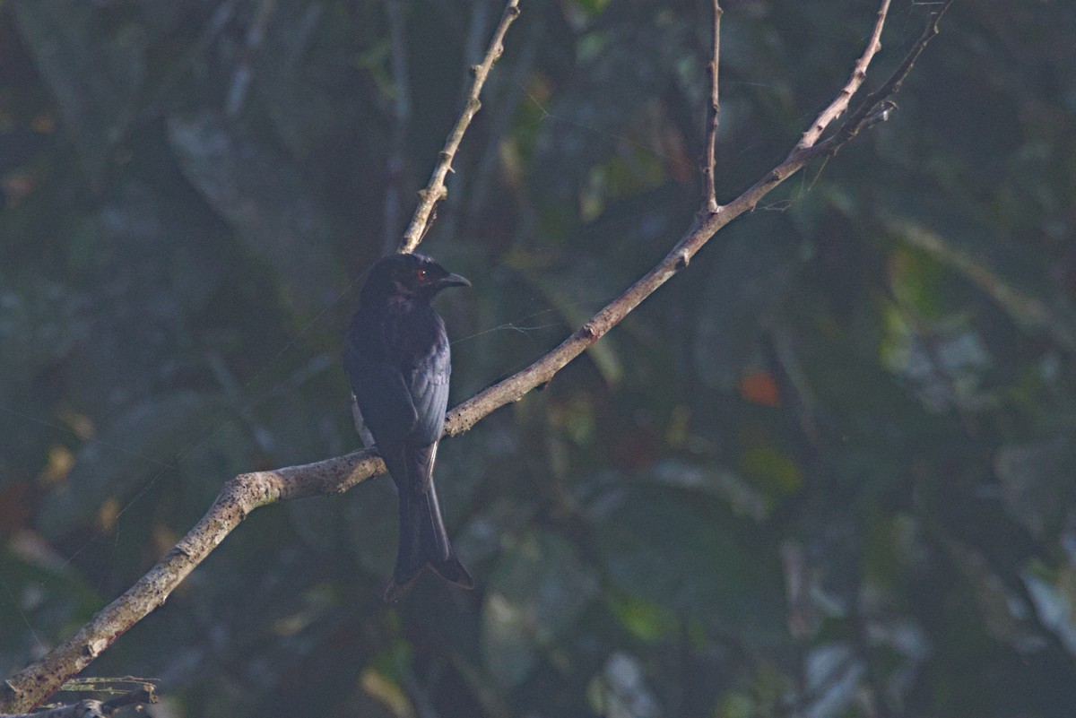 Velvet-mantled Drongo (Fanti) - ML645064962